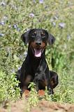 DOBERMANN 755